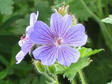 Bodziszek Renarda Philippe Vapelle Geranium renardii P9