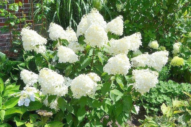 Hortensja bukietowa Phantom Hydrangea paniculata C3