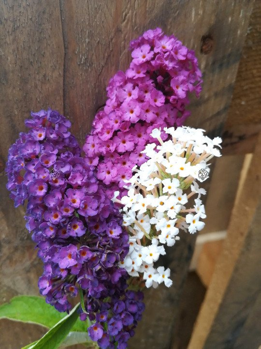 Budleja Davida Tricolor Buddleja davidii 3xP9