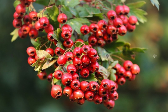 Głóg jednoszyjkowy Crataegus monogyna Głóg jadalny