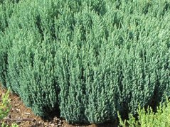 Jałowiec płożący Grey Pearl Juniperus horizontalis C2