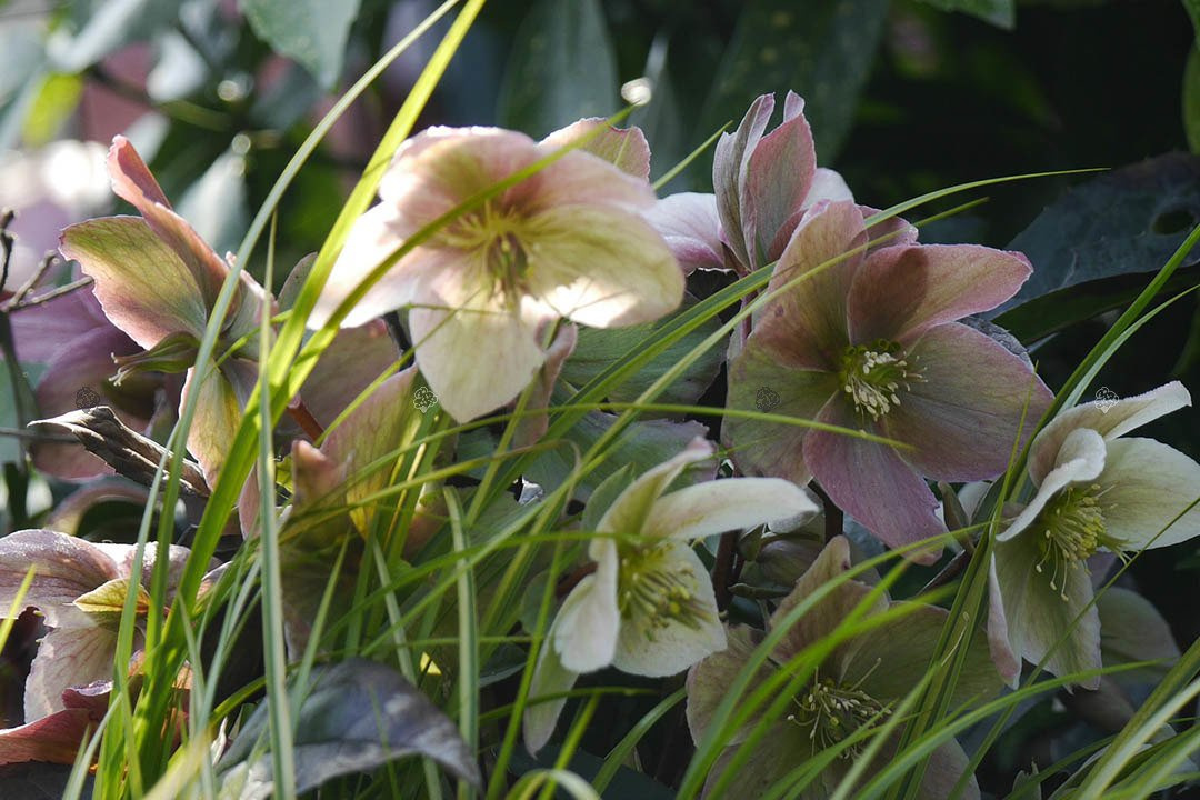 Ciemiernik biały Helleborus niger P9
