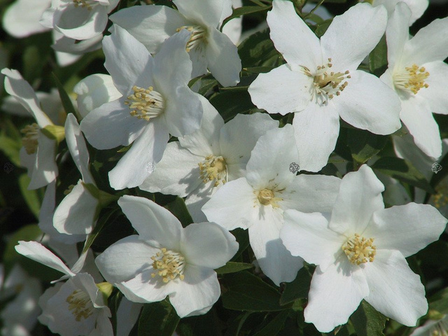 Jaśminowiec Silberregen Philadelphus Silver Shower P9