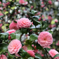 Kamelia Williamsa Debbie Camellia williamsii P9