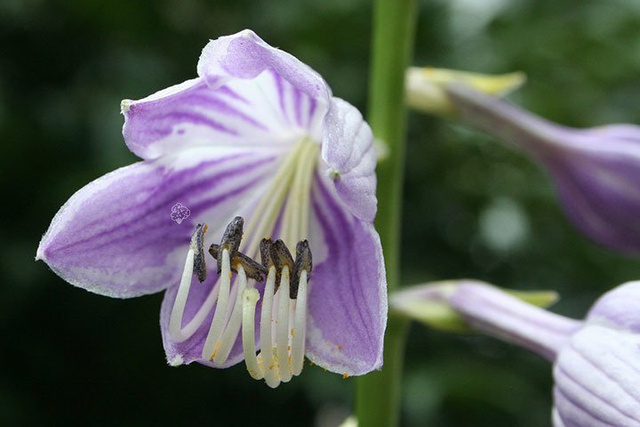Funkia Wide Brim Hosta P13