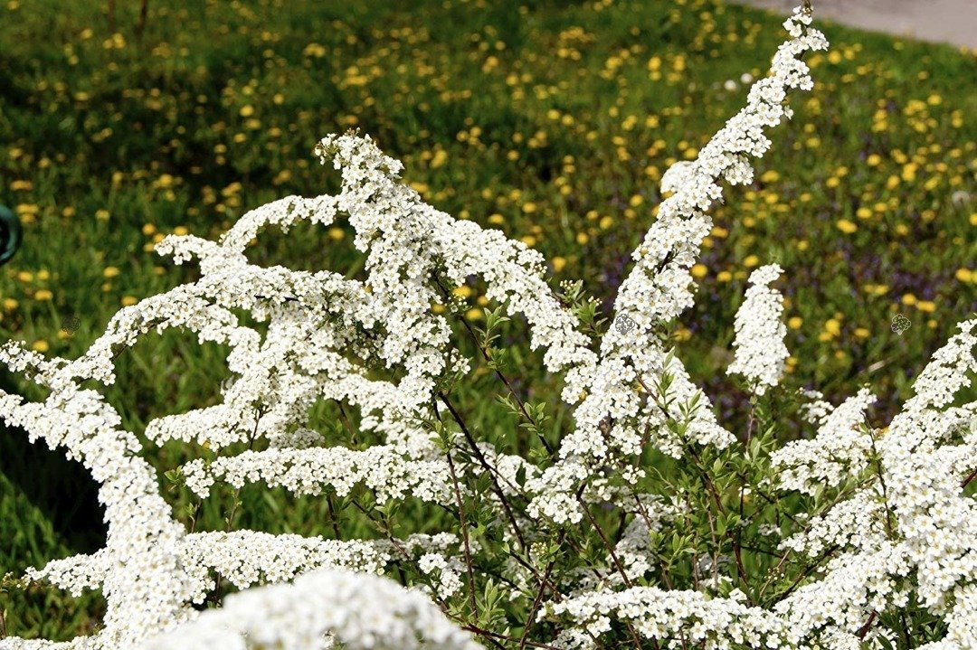 Tawuła nippońska June Bride Spiraea nipponica C2