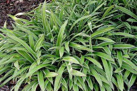 Turzyca żelazna Variegata Carex siderosticha C2
