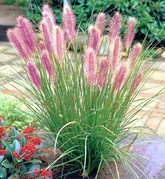 Rozplenica japońska Red Head Pennisetum alopecuroides P9