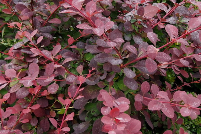 Berberys ottawski Auricoma Berberis ottawensis C3