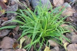 Kosmatka olbrzymia Luzula sylvatica P9