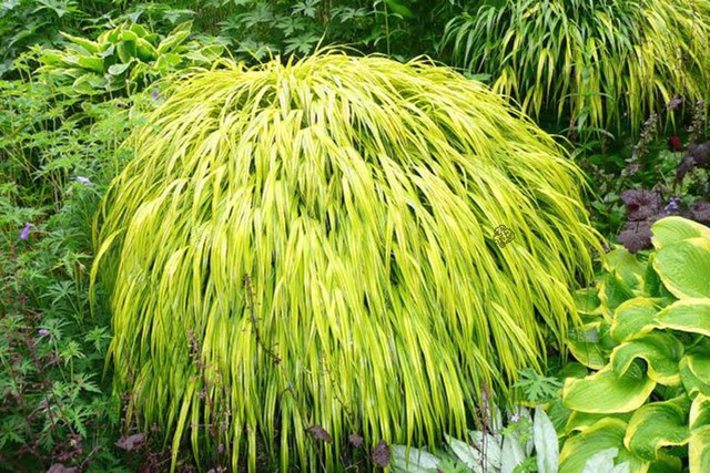 Hakonechloa smukła All Gold Hakonechloa macra P9