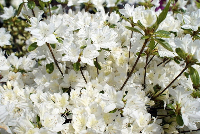 Azalia japońska Schneewitchen Rhododendron obtusum C2