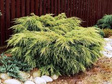 Jałowiec Pfitzera King of Spring Juniperus pfitzeriana C5