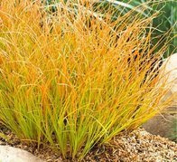 Turzyca ceglasta Prairie Fire Carex testacea P9