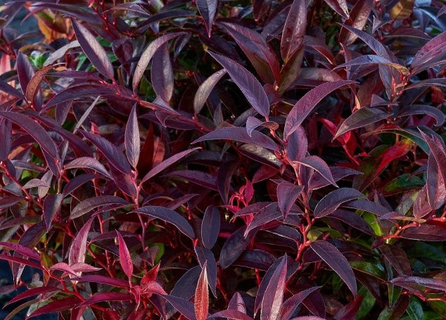 Kiścień japoński Royal Ruby Leucothoe keiskei C1,5