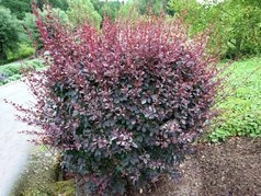 Berberys ottawskki Silver Miles Berberis ottawensis C3