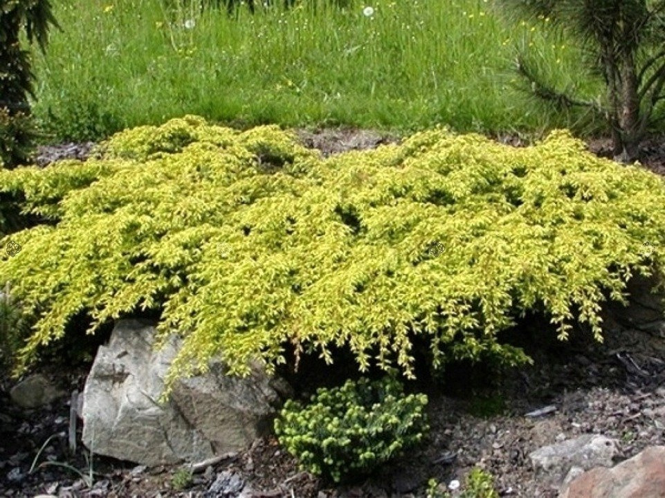 Jałowiec pospolity Depressa Aurea  Juniperus communis