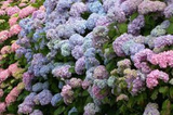 Hortensja ogrodowa Otaksa Hydrangea macrophylla C2