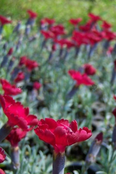 Goździk siny Rubin Dianthus gratianopolitanus P9