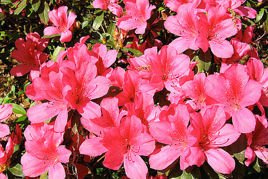 Azalia japońska Tootsie Rhododendron obtusum C2
