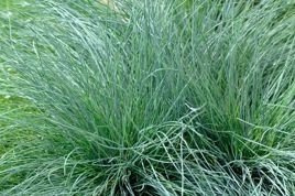 Kostrzewa popielata Festuca glauca Festina P9