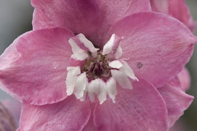 Ostróżka ogrodowa Magic Fountains Pink Delphinium C2