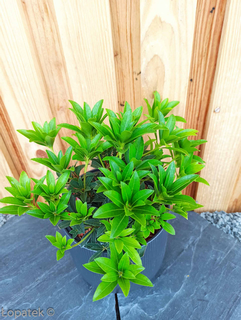 Pieris japoński Cupido Pieris japonica C1,5