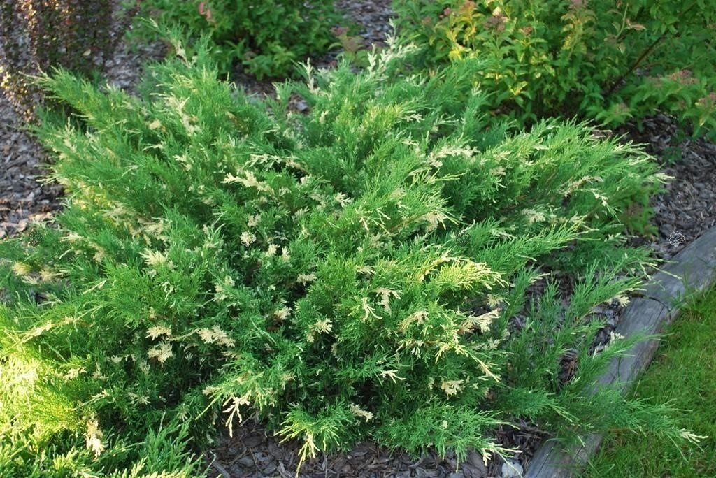 Jałowiec płożący Andorra Compact Variegata Juniperus horizontalis C3