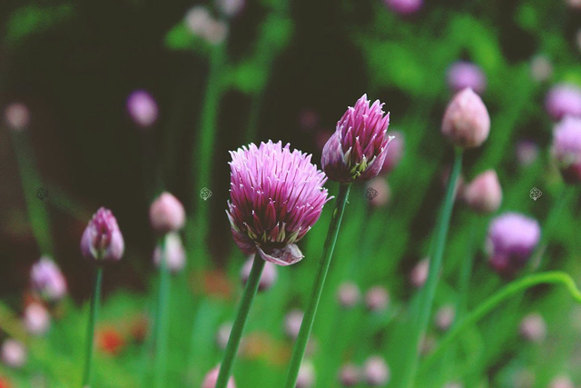 Czosnek szczypiorek Allium schoenoprasum P9
