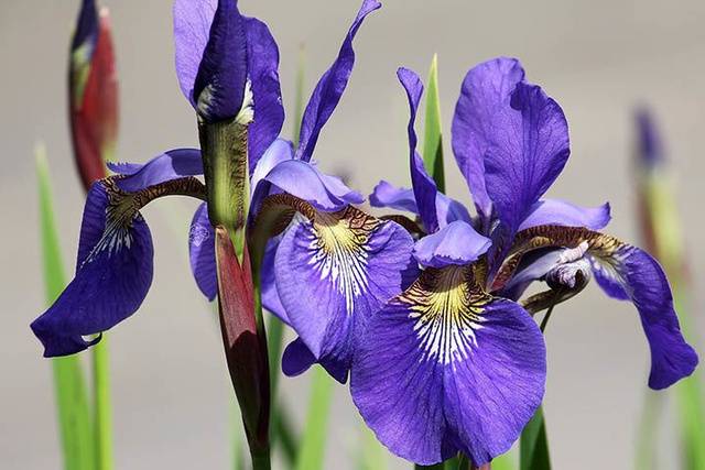Kosaciec syberyjski Dark Blue Iris sibirica C1