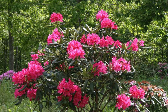 Różanecznik katawbijski Nova Zembla Rhododendron catawbiense C2