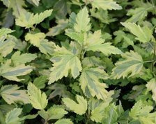 Pęcherznica kalinolistna Annys Gold PBR Physocarpus opulifolius C7,5
