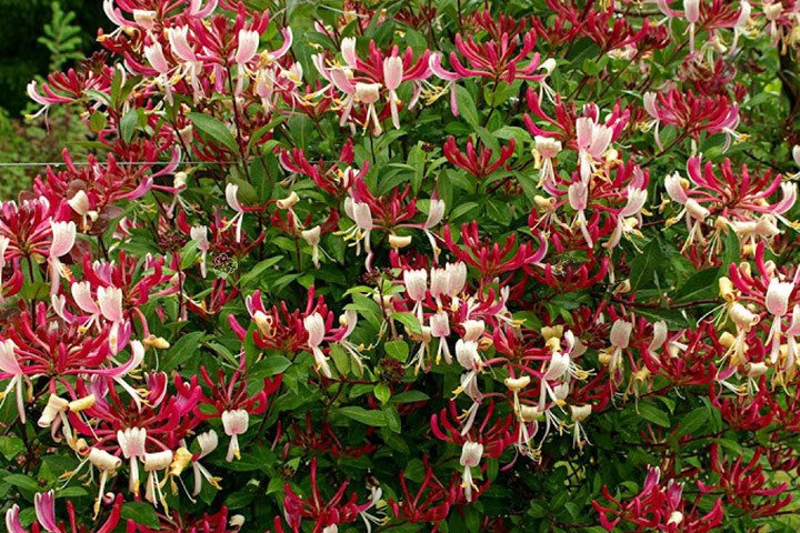 Wiciokrzew pomorski Serotina Lonicera periclymenum P9
