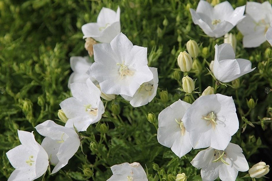 Dzwonek karpacki Weisse Clips Campanula carpatica P9