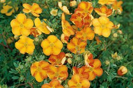 Pięciornik krzewiasty Tangerine Potentilla fruticosa P9