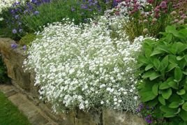 Rogownica kutnerowata Cerastium tomentosum P9