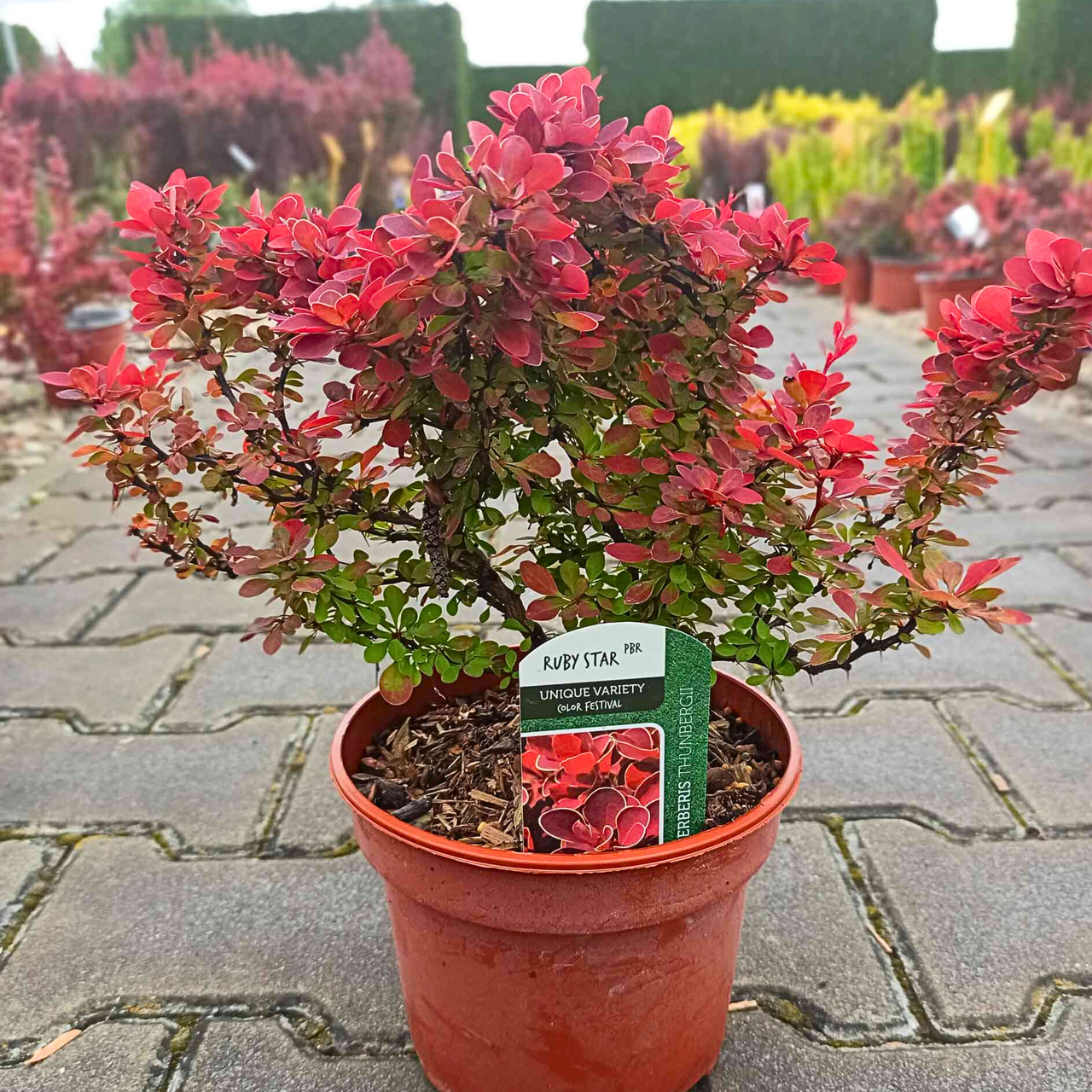 Berberys Thunberga Ruby Star PBR Berberis thunbergii C2