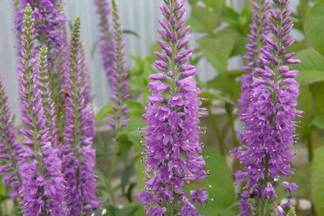 Przetacznik długolistny Eveline Veronica longifolia C2