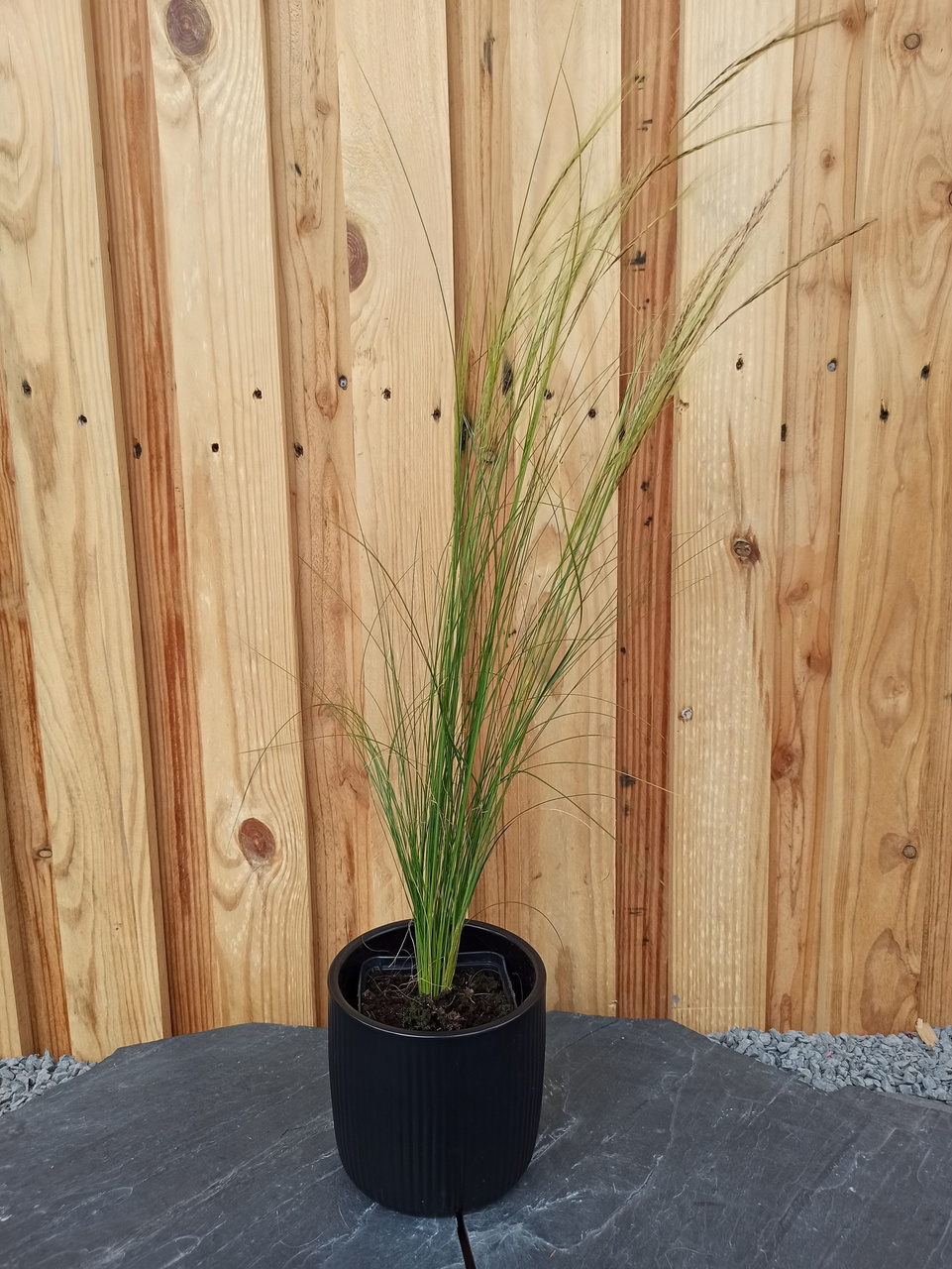 Ostnica cieniutka Ponytails Stipa tenuissima C2