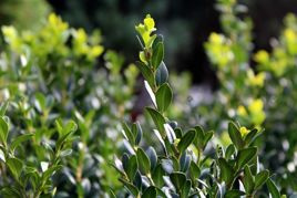 Bukszpan wieczniezielony kula Buxus sempervirens C7,5
