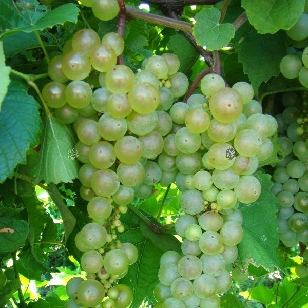 Winorośl Aurora Vitis C2