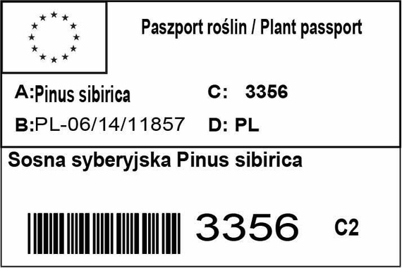 Sosna syberyjska Pinus sibirica