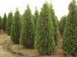 Tuja Fastigiata Thuja occidentalis C5