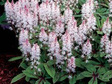 Tiarella Spring Symphony Tiarella C2