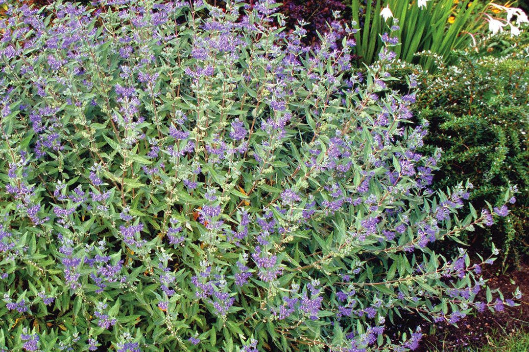 Barbula klandońska Kew Blue Caryopteris clandonensis C2