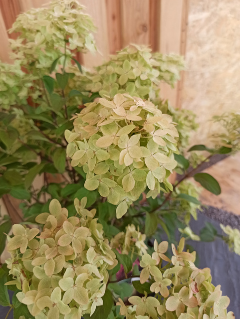 Hortensja bukietowa Magical Candle PBR Hydrangea paniculata C2