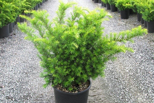Cis pośredni Green Mountain Taxus media P9