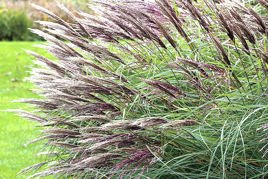 Miskant chiński Red Chief Miscanthus sinensis C2