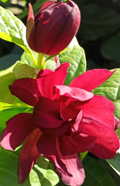 Kielichowiec wonny Calycanthus floridus C2