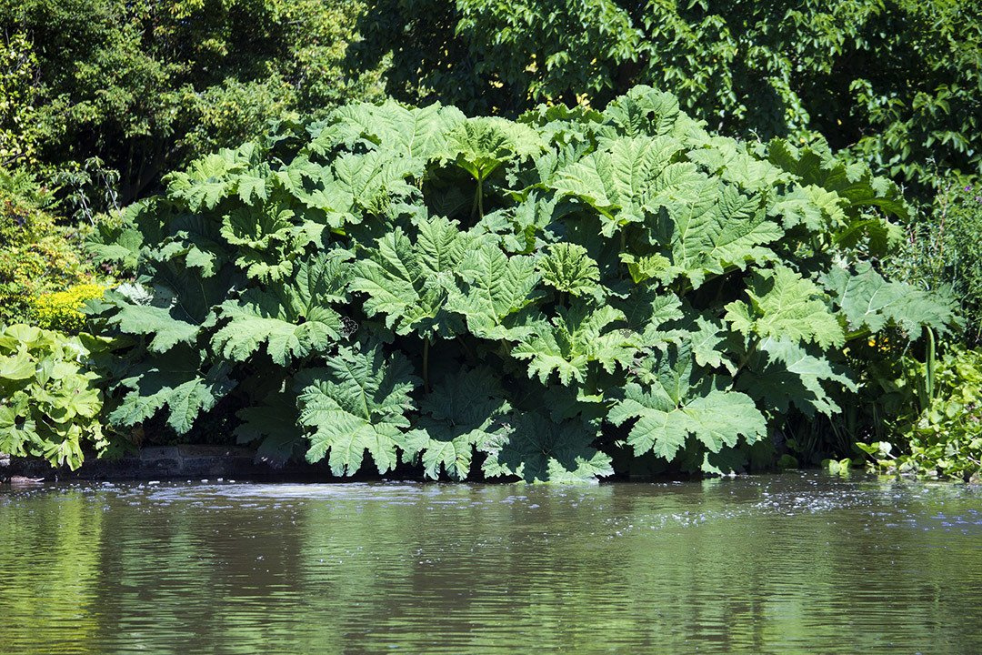 Gunnera olbrzymia Gunnera manicata P11